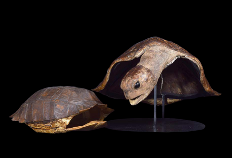 Gamin, Pierre, "Allégorie de la lenteur. Conservation-restauration de deux spécimens de tortue (XIXème siècle ; Arles, Musée Réattu) : étude de l'impact des traitement de désinsectisation au froid et à la chaleur sur des biomatériaux types os, écaille et peau" Gamin, Pierre, "Allégorie de la lenteur. Conservation-restauration de deux spécimens de tortue (XIXème siècle ; Arles, Musée Réattu) : étude de l'impact des traitement de désinsectisation au froid et à la chaleur sur des biomatériaux types os, écaille et peau"