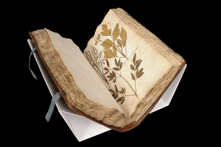 Berli, Juliette, "Etude et conservation-restauration d'un herbier-livre de plantes médicinales (fin XVIIIe-début XIXe siècle) conservé au Muséum d'histoire naturelle du Var (Toulon) : recherche d'un adhésif et de sa mise en oeuvre pour le refixage des spécimens"