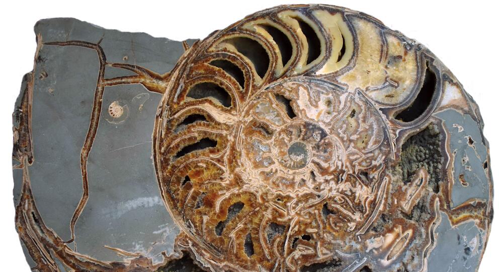 Journée d'études : Ammonite, azurite, rhyolite… Enjeux de la conservation-restauration des collections de sciences de la Terre - Photo : DR Journée d'études : Ammonite, azurite, rhyolite… Enjeux de la conservation-restauration des collections de sciences de la Terre - Photo : DR